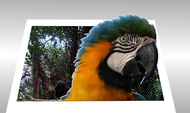 הורדה חינם של Parrot Picture Frame 3D - איור חינם לעריכה עם עורך תמונות מקוון בחינם של GIMP