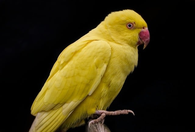 Free download parrot psittacine yellow parrot free picture to be edited with GIMP free online image editor