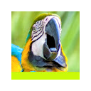 Parrots  screen for extension Chrome web store in OffiDocs Chromium