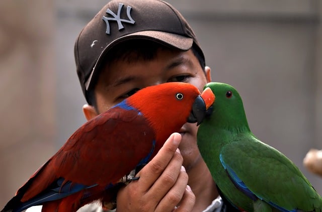 Free download parrots birds animals free picture to be edited with GIMP free online image editor
