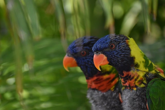 Free download parrots birds animals colorful free picture to be edited with GIMP free online image editor