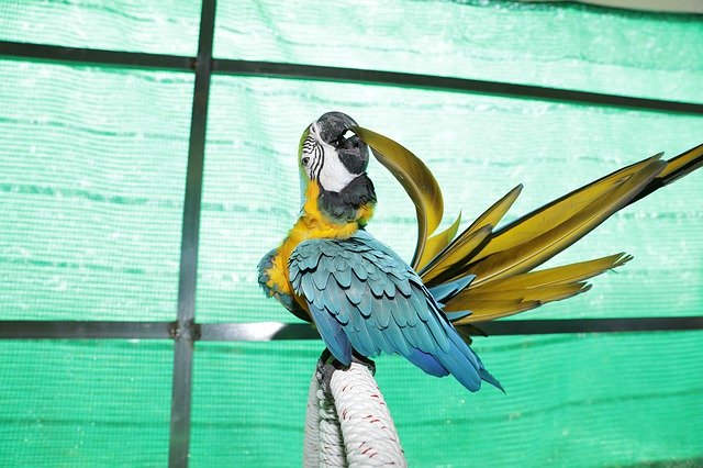 Free download Parrots Care For Tail Feathers -  free photo or picture to be edited with GIMP online image editor