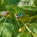 Parrots eat figs  screen for extension Chrome web store in OffiDocs Chromium