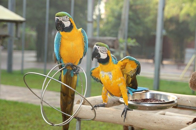 Free picture Parrots Parrot Colorful Couple -  to be edited by GIMP free image editor by OffiDocs