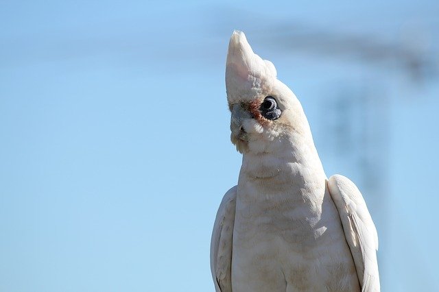 Free download Parrot White Cockatoo Bird -  free photo or picture to be edited with GIMP online image editor