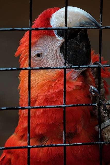 Free download parrot wild animal wild bird zoo free picture to be edited with GIMP free online image editor