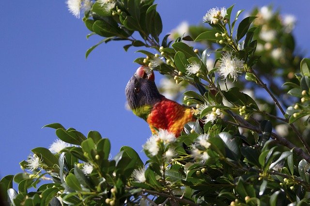 Unduh gratis Parrot Wild Bird - foto atau gambar gratis untuk diedit dengan editor gambar online GIMP