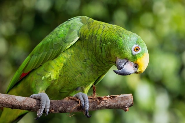 Free download parrot yellow crowned amazon free picture to be edited with GIMP free online image editor