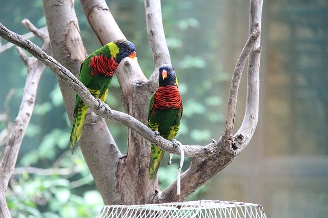 Descărcare gratuită Parrot Zoo Summer The - fotografie sau imagini gratuite pentru a fi editate cu editorul de imagini online GIMP