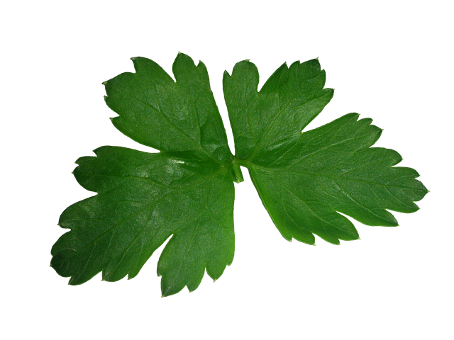 Free download Parsley Leaf High -  free illustration to be edited with GIMP free online image editor