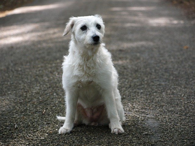 Gratis download Parson Russell Terrier Dog - gratis foto of afbeelding om te bewerken met GIMP online afbeeldingseditor