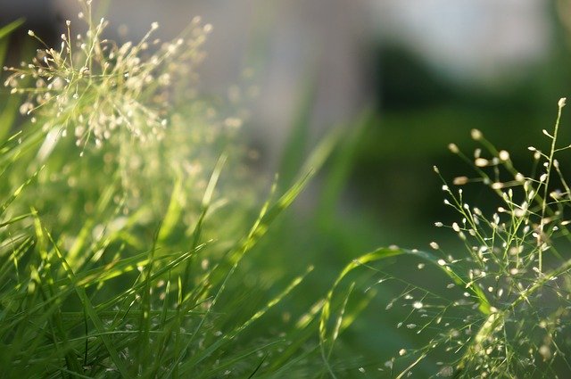 Téléchargement gratuit de Particles Fruit Green - photo ou image gratuite à éditer avec l'éditeur d'images en ligne GIMP