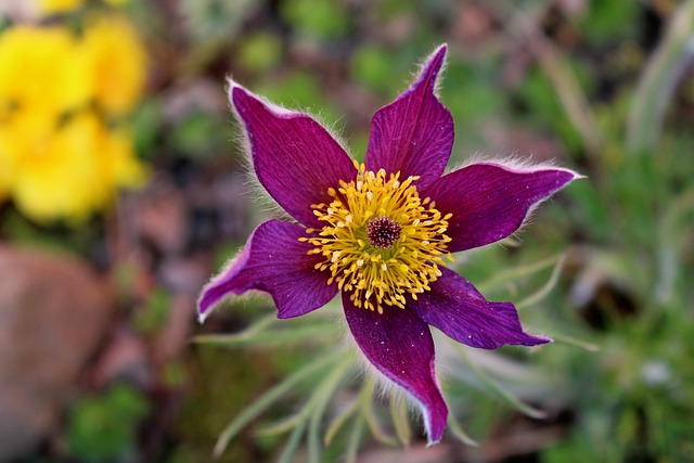 Free download pasque flower flower petals flora free picture to be edited with GIMP free online image editor