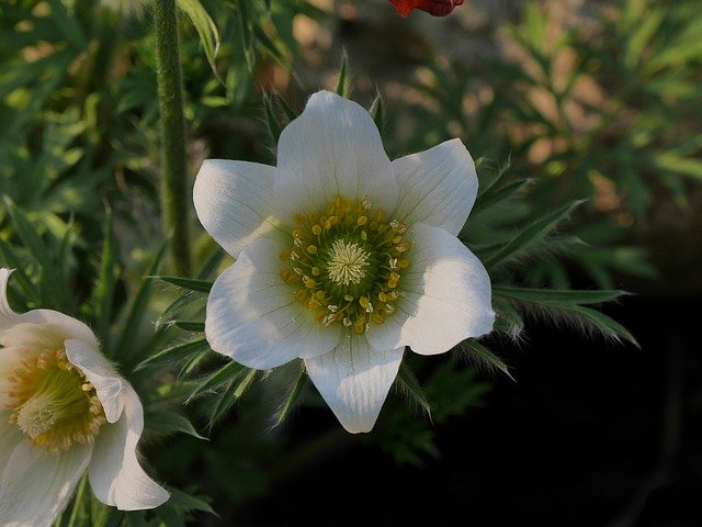 Free download Pasque Flower Spring Early Bloomer -  free photo or picture to be edited with GIMP online image editor