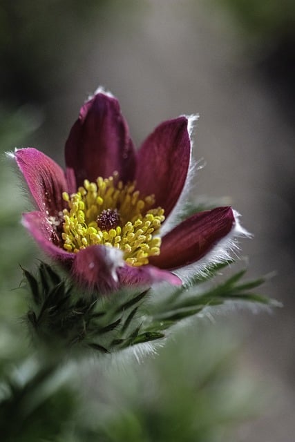 Free download pasque flower stamens plant garden free picture to be edited with GIMP free online image editor