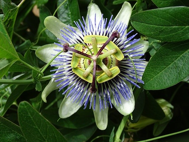 הורדה חינם Passiflora Passion Climber - תמונה או תמונה בחינם לעריכה עם עורך התמונות המקוון GIMP