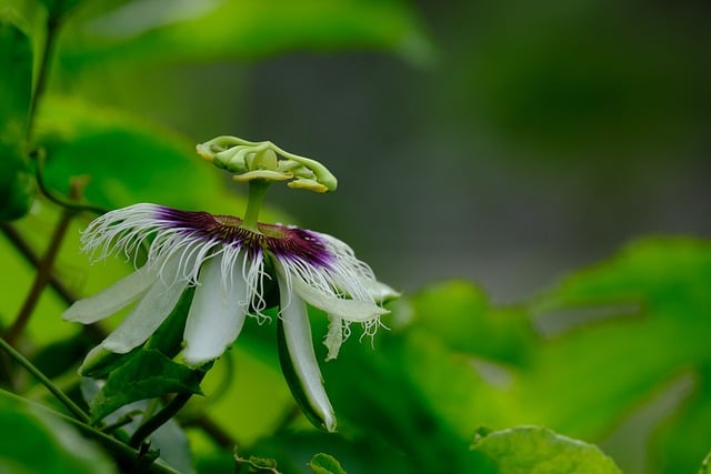 Free download passiflora passion flower flower free picture to be edited with GIMP free online image editor