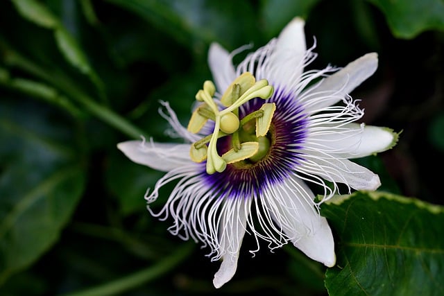 Free download passion flora flower flora botany free picture to be edited with GIMP free online image editor