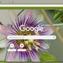 Free download Passion Flower -  free photo or picture to be edited with GIMP online image editor