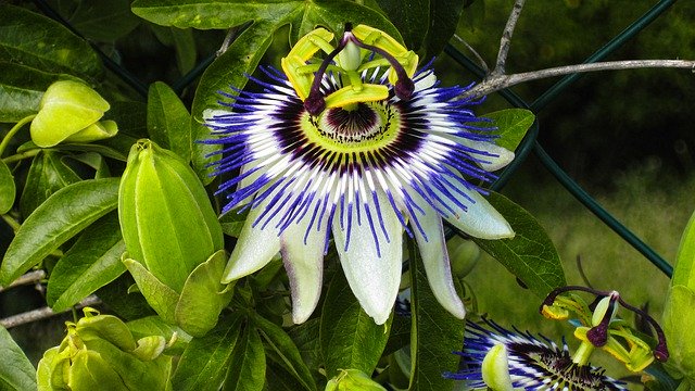 Template Photo Passion Flower Blossom Bloom -  for OffiDocs