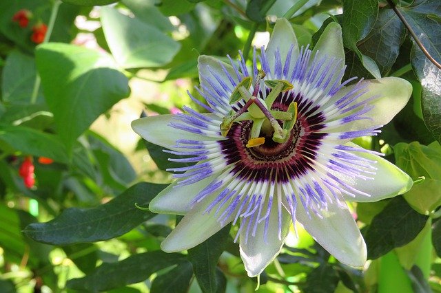 Muat turun percuma Passion Flower Buga - foto atau gambar percuma untuk diedit dengan editor imej dalam talian GIMP