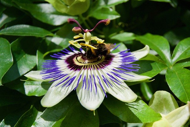 무료 다운로드 Passion Flower Bumblebee - 무료 사진 또는 김프 온라인 이미지 편집기로 편집할 수 있는 사진