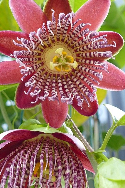 دانلود رایگان Passion Flower Passifloraceae - عکس یا تصویر رایگان قابل ویرایش با ویرایشگر تصویر آنلاین GIMP