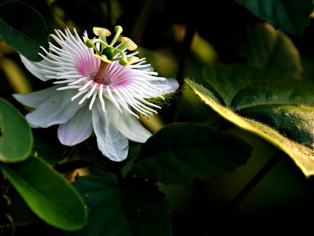 Free download passion flower passiflora nature free picture to be edited with GIMP free online image editor