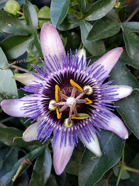 Free download Passion Flower Purple -  free photo or picture to be edited with GIMP online image editor