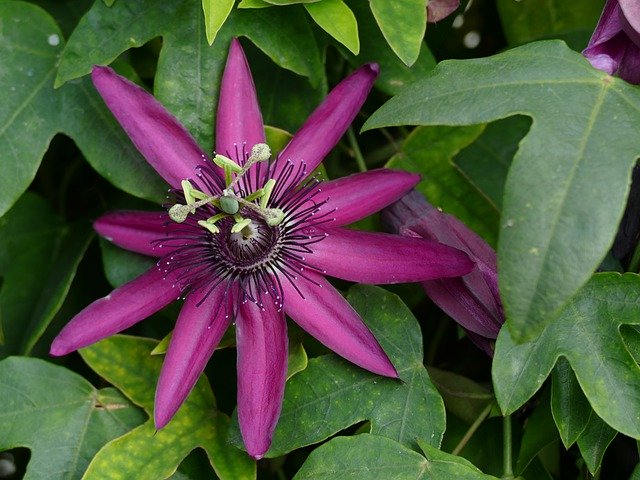 Gratis download Passion Flower Tropical Purple - gratis gratis foto of afbeelding om te bewerken met GIMP online afbeeldingseditor