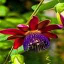 Passion flower wallpaper  screen for extension Chrome web store in OffiDocs Chromium
