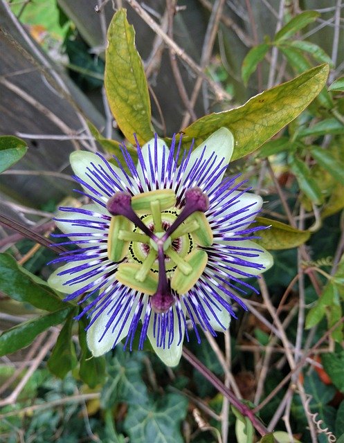 تنزيل Passion Fruit Flower مجانًا - صورة مجانية أو صورة يتم تحريرها باستخدام محرر الصور عبر الإنترنت GIMP