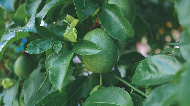 Free download passion fruit fruit green plant free picture to be edited with GIMP free online image editor