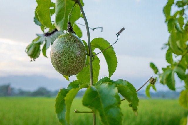Free picture Passion Fruit Leaf Tree -  to be edited by GIMP free image editor by OffiDocs
