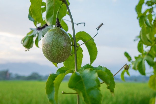 Free download Passion Fruit Leaf Tree -  free photo or picture to be edited with GIMP online image editor