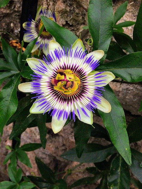 Free download Passion Fruit Purple Flower -  free photo or picture to be edited with GIMP online image editor