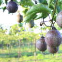 Passionfruit Tree  screen for extension Chrome web store in OffiDocs Chromium
