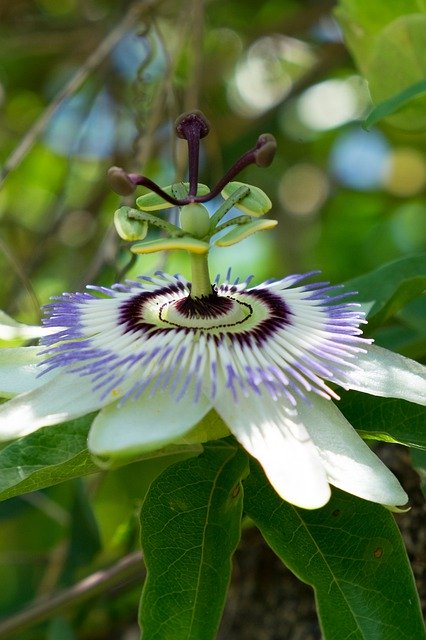 Descărcare gratuită Passion Passiflora Flower - fotografie sau imagine gratuită pentru a fi editată cu editorul de imagini online GIMP