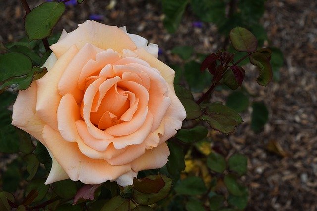 Free download Pastel Rose Flower -  free photo or picture to be edited with GIMP online image editor