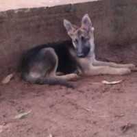 Free download PASTOR ALEMAN free photo or picture to be edited with GIMP online image editor