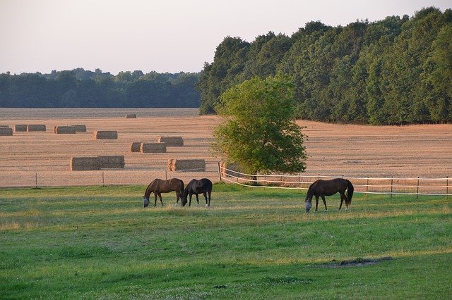 Gratis download Pastorale paarden - gratis foto of afbeelding om te bewerken met GIMP online afbeeldingseditor