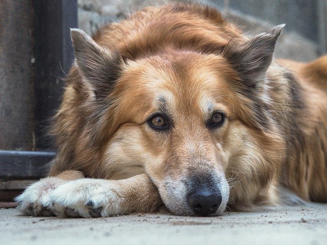 Kostenloser Download Pastor German Dog - kostenloses Foto oder Bild zur Bearbeitung mit GIMP Online-Bildbearbeitung