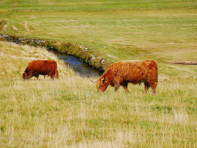 Free download pasture animal corners cattle cow free picture to be edited with GIMP free online image editor
