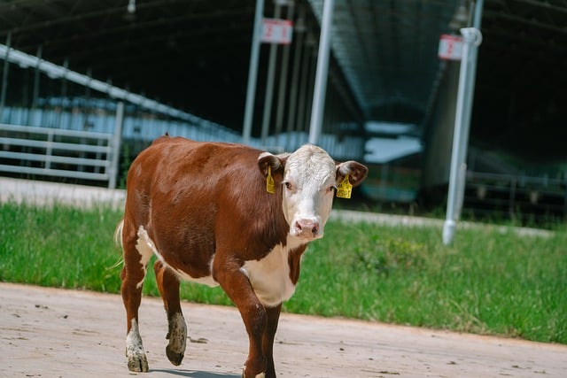 Free download pasture beef cattle cow free picture to be edited with GIMP free online image editor