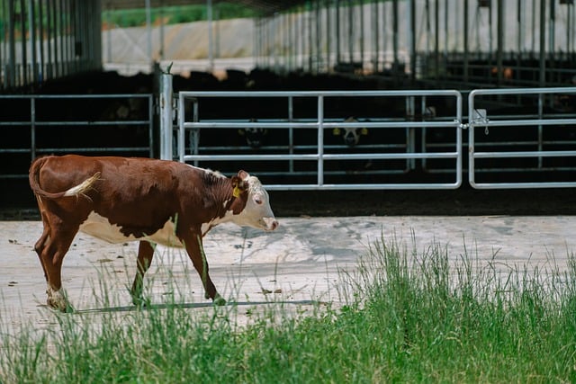 Free download pasture cow beef cattle free picture to be edited with GIMP free online image editor