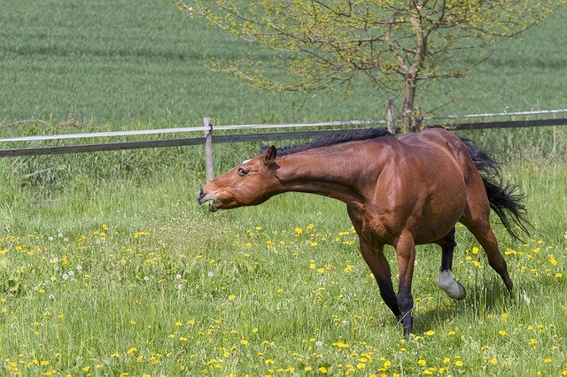 牧草地の馬の動物を無料でダウンロード - GIMPオンラインイメージエディタで編集できる無料の写真または画像