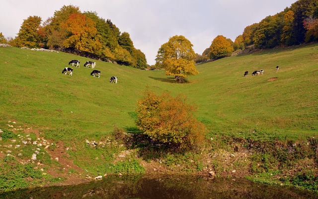 Free download pasture lawn pond mountain cow free picture to be edited with GIMP free online image editor