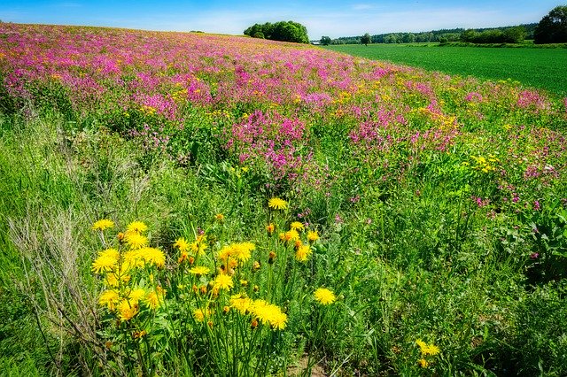 無料ダウンロード牧草地の花-GIMPオンライン画像エディタで編集できる無料の写真または画像
