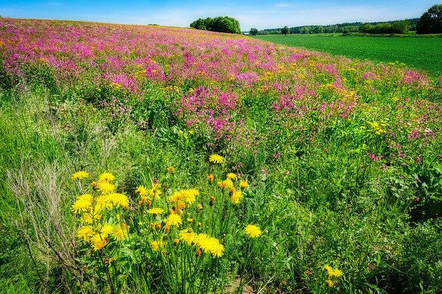 Free download Pasture Meadow Flowers -  free photo or picture to be edited with GIMP online image editor