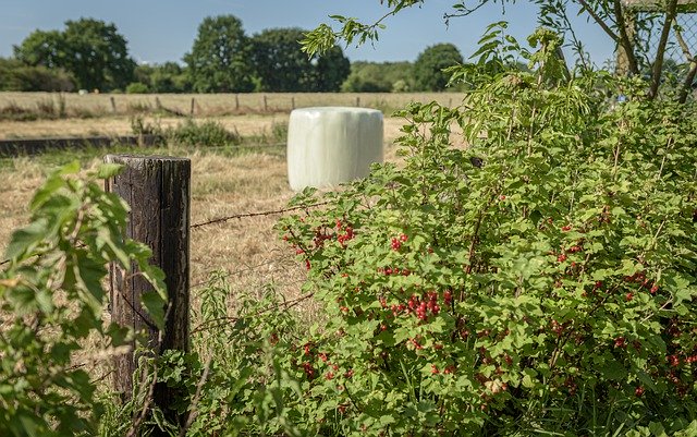 Free picture Pasture Silage Currants -  to be edited by GIMP free image editor by OffiDocs
